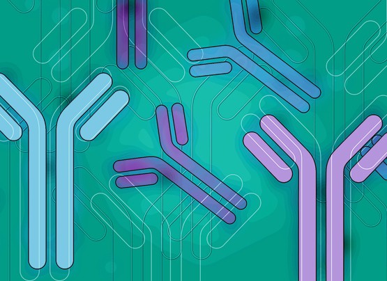 Autoantibodies disrupt muscle repair and promote iim progression