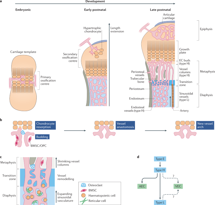 The endothelium–bone axis in development, homeostasis and bone and joint  disease | Nature Reviews Rheumatology