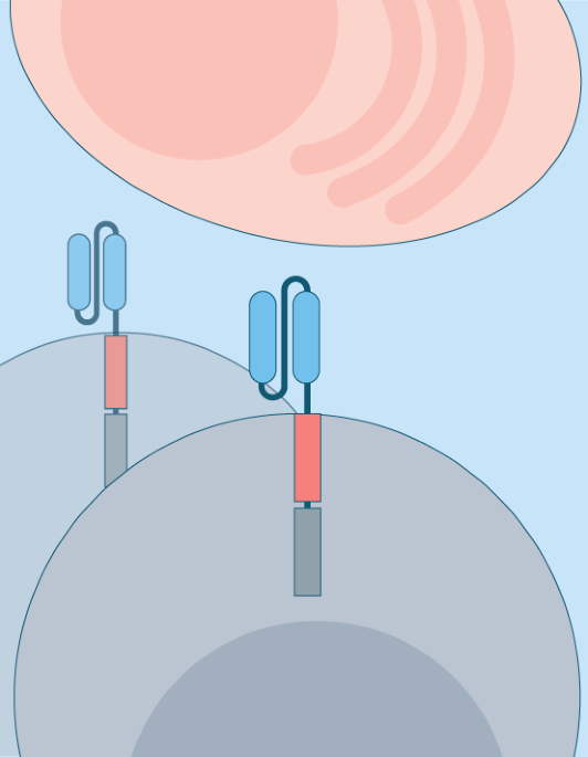 Car t cells induce remission in a patient with refractory sle