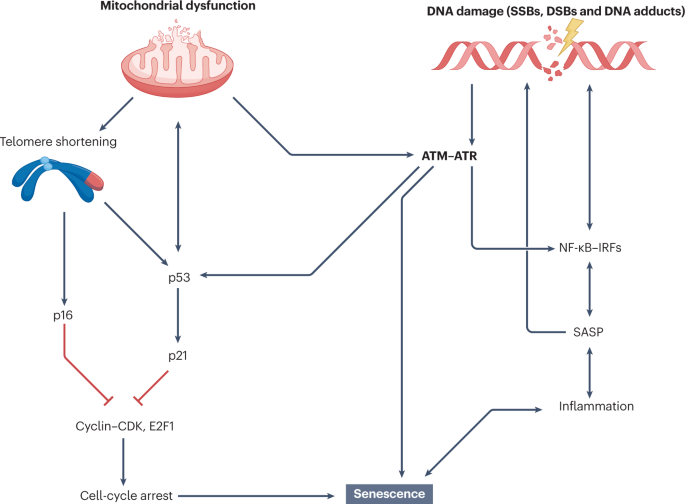 Inflammation and DNA damage: cause, effect or both | Nature 