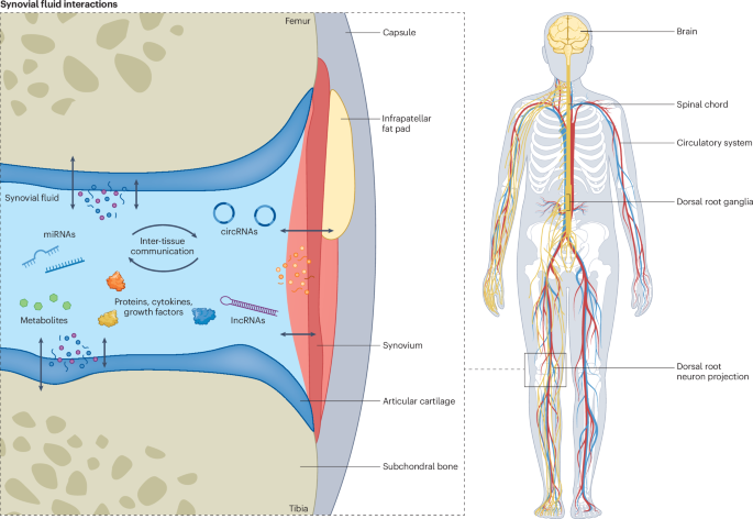 Synovial fluid as a complex molecular pool contributing to knee osteoarthritis | Nature Reviews Rheumatology Synovial fluid as a complex molecular pool contributing to knee osteoarthritis | Nature Reviews Rheumatology