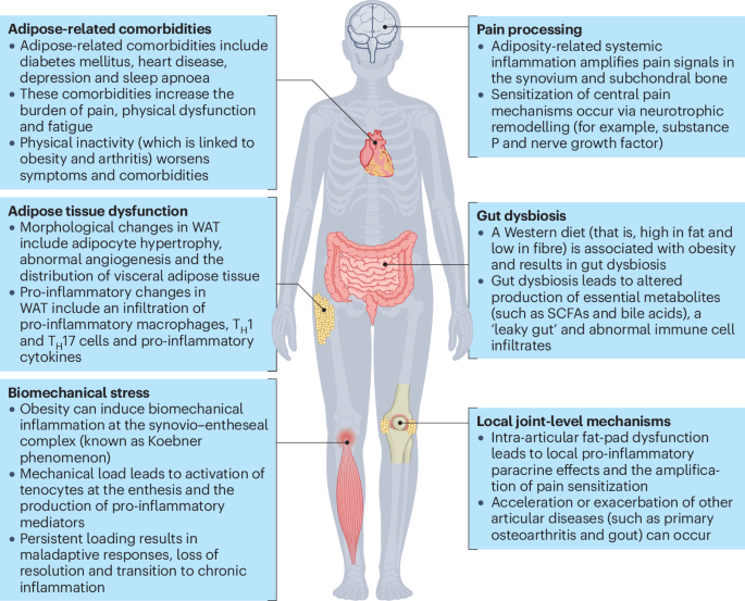 The obesityinflammation axis in psoriatic disease: mechanisms and  therapeutic strategies | Nature Reviews Rheumatology
