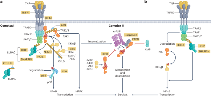 Single Chain Tnf Monogenic disorders of the TNF signalling pathway | Nature Reviews ...