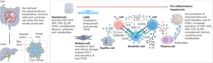 acg glutathione side effects Hepatic control of immunometabolism: implications for the pathogenesis, diagnosis and treatment of rheumatic diseases Quebec company banned from joined-description-fields size:12 g