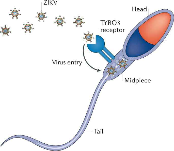 Persistence and clinical relevance of Zika virus in the male genital tract