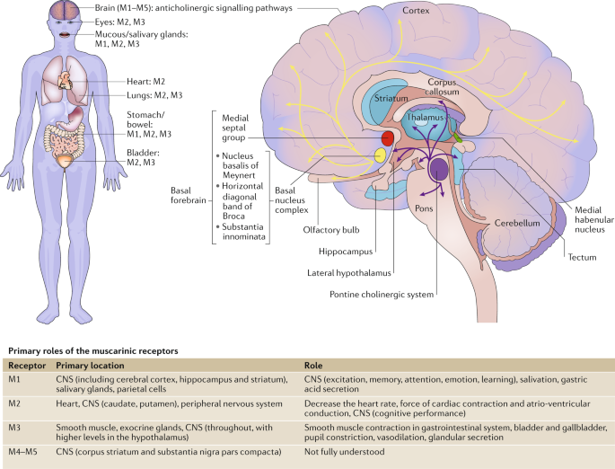 The cognitive effect of anticholinergics for patients with overactive bladder