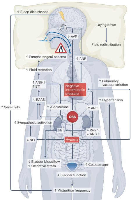 glutathione sleep apnea Nocturia and obstructive apnoea Glutamine vs. Glutathione: Key