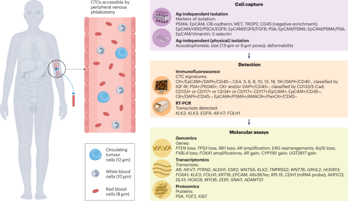 Circulating tumour cells as a window into lethality in prostate cancer ...