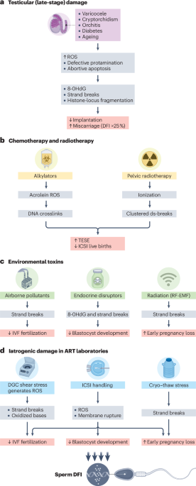 Sperm DNA fragmentation and its influence on mammalian reproduction