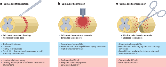 Animal models of spinal cord injury in neuro-urological research - Nature Reviews Urology