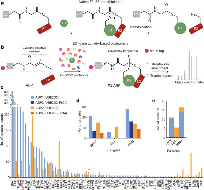 Activity Based Ligase Profiling Uncovers An Ligase With Esterification Activity Nature
