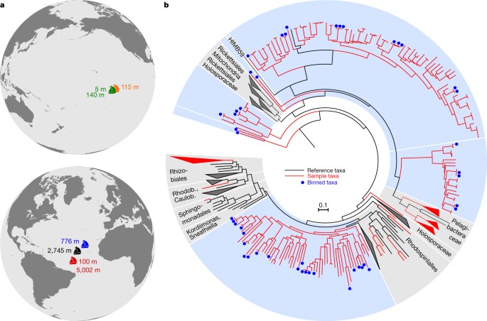 Deep mitochondrial origin outside the sampled ...