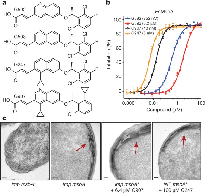 Structural basis for dual-mode inhibition of the abc transporter msba