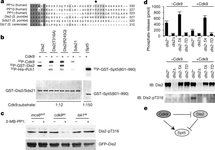 A Cdk9 Pp1 Switch Regulates The Elongation Termination Transition Of Rna Polymerase Ii Nature