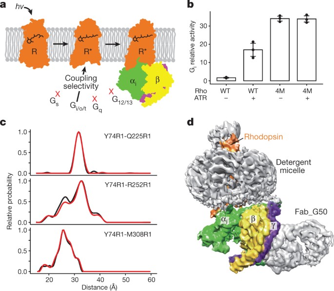 Cryo Em Structure Of Human Rhodopsin Bound To An Inhibitory G Protein Nature