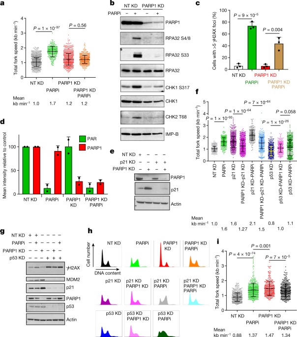 Slowed MPI progression and increased DNA repair players in 15.5