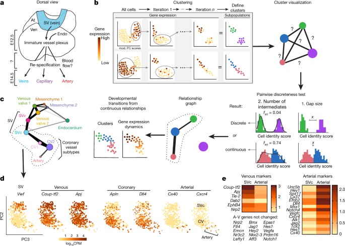 Single-cell analysis of early progenitor cells that build coronary arteries | Nature
