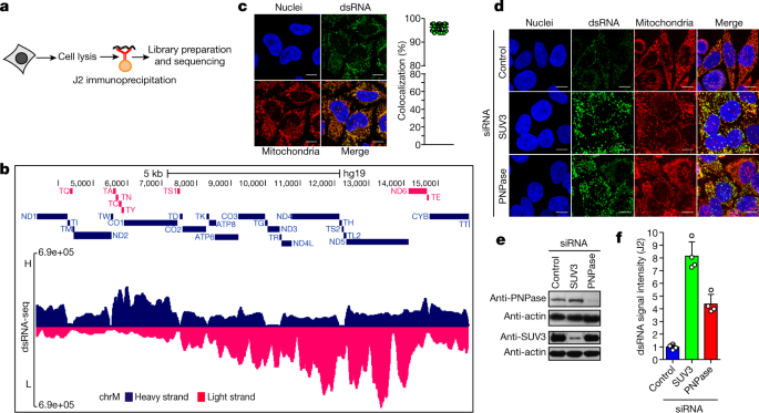 Mitochondrial Double Stranded Rna Triggers Antiviral Signalling In Humans Nature Mitochondrial Double Stranded Rna Triggers Antiviral Signalling In Humans Nature