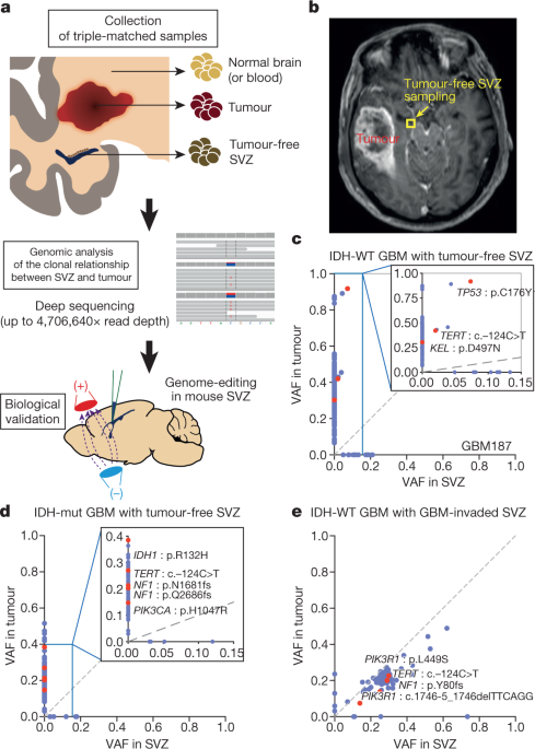 Human glioblastoma arises from subventricular zone cells with low-level driver mutations