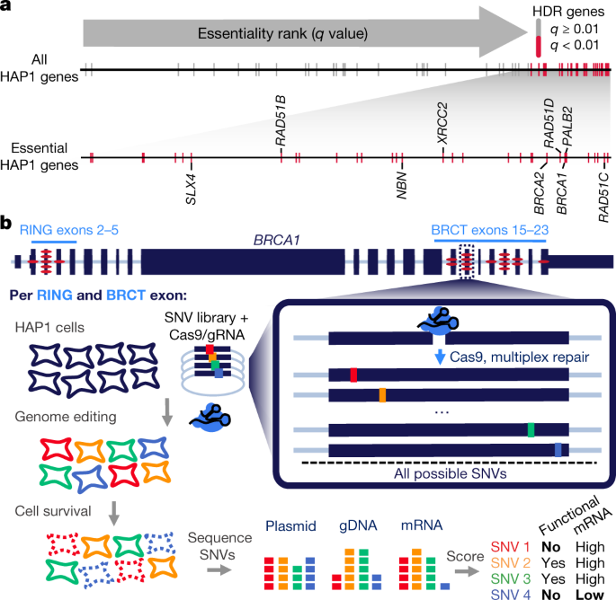 accurate classification of brca1 variants with saturation genome genome editing