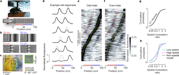 A Mice Ran On A Cylindrical Treadmill To Navigate A Virtual Corridor The Corridor Had Two Landmarks That Repeated After 40 Cm Creating Visually Matching A Mice Ran On A Cylindrical Treadmill To Navigate A Virtual Corridor The Corridor Had Two Landmarks That Repeated After 40 Cm Creating Visually Matching