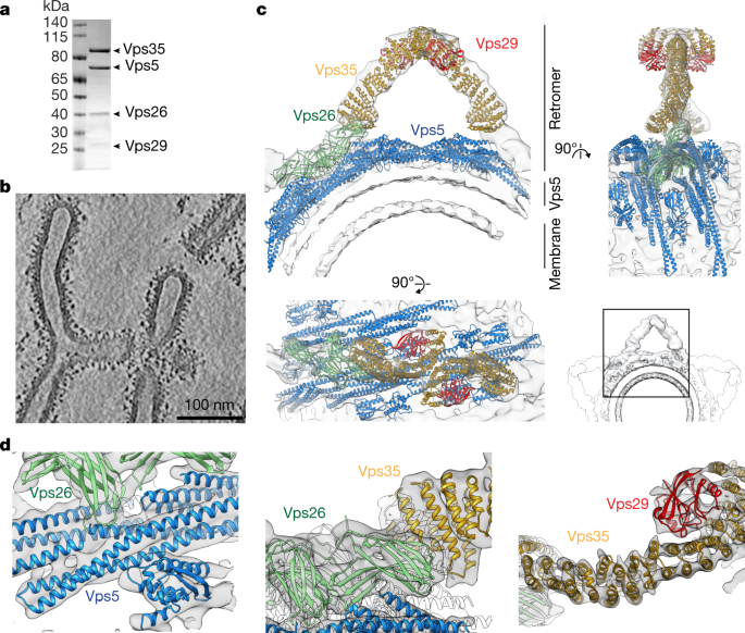 Structure of the membrane-assembled retromer coat determined by  cryo-electron tomography | Nature