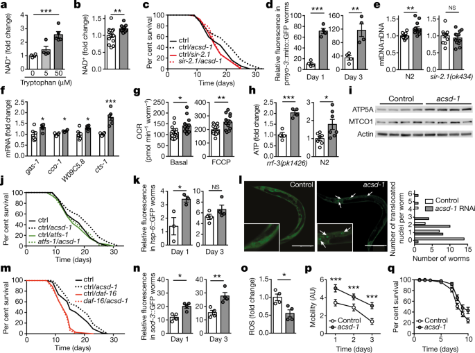 De Novo Nad Synthesis Enhances Mitochondrial Function And Improves Health Nature De Novo Nad Synthesis Enhances Mitochondrial Function And Improves Health Nature