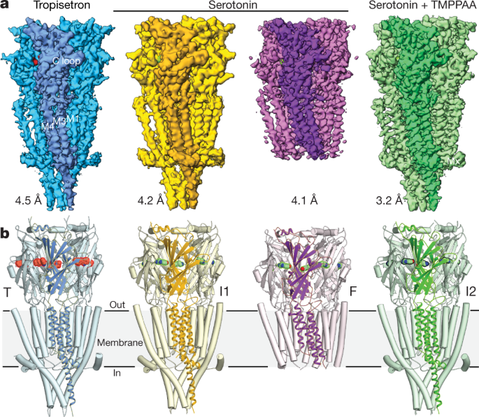Conformational Transitions Of The Serotonin 5 Ht 3 Receptor Nature