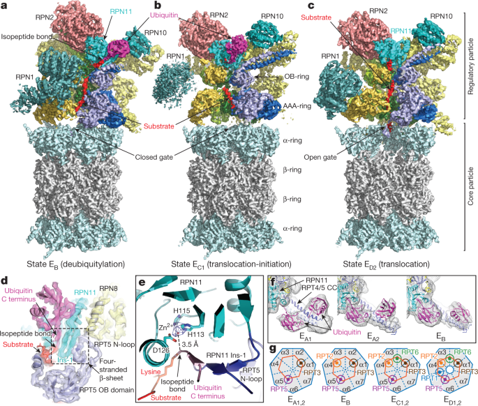 Cryo Em Structures And Dynamics Of Substrate Engaged Human 26s Proteasome Nature