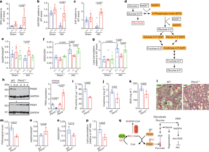 Risultati immagini per Metabolic reprogramming by the S-nitroso-CoA reductase system protects against kidney injury, Nature (2018)