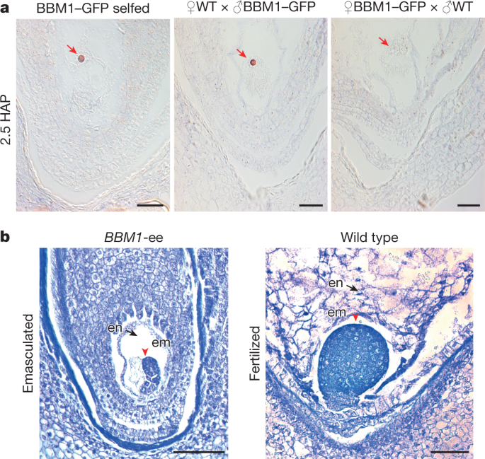 A Male Expressed Rice Embryogenic Trigger Redirected For Asexual Propagation Through Seeds Nature A Male Expressed Rice Embryogenic Trigger Redirected For Asexual Propagation Through Seeds Nature