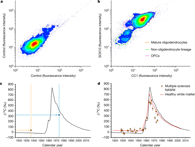 Dynamics of oligodendrocyte generation in multiple sclerosis | Nature