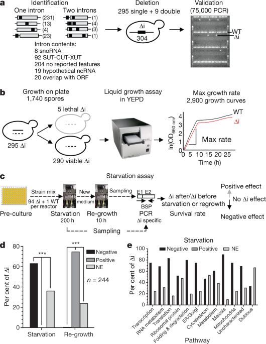 Introns Are Mediators Of Cell Response To Starvation Nature