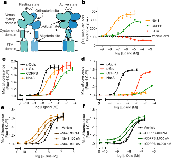 QnA VBage Structural insights into the activation of metabotropic glutamate receptors