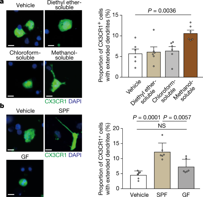 QnA VBage GPR31-dependent dendrite protrusion of intestinal CX3CR1 + cells by bacterial metabolites