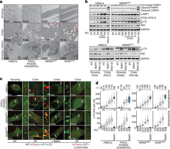 Autophagic Cell Death Restricts Chromosomal Instability
