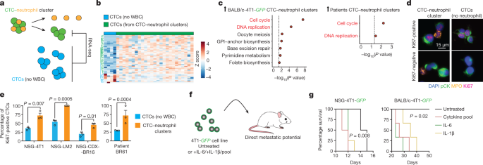 Risultati immagini per CTC-neutrophil clusters