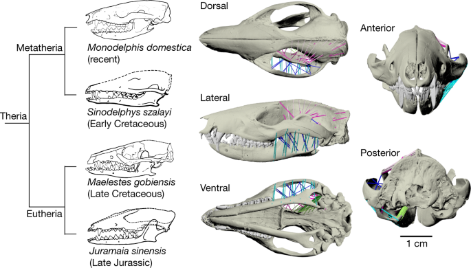 Rolling of the jaw is essential for mammalian chewing and tribosphenic  molar function | Nature