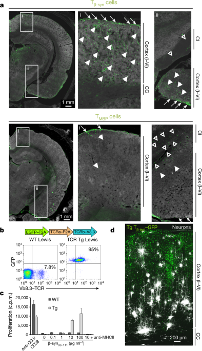 B Synuclein Reactive T Cells Induce Autoimmune Cns Grey Matter Degeneration Nature