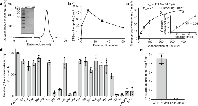 Structure Of The Human Lat1 4f2hc Heteromeric Amino Acid Transporter Complex Nature