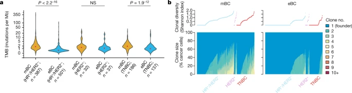 Fig. 4 Tumour mutational burden and clonal diversity in mBC
