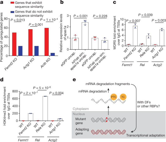 In situ hybridization analysis of mRNAs for Egam1c and the Prl gene