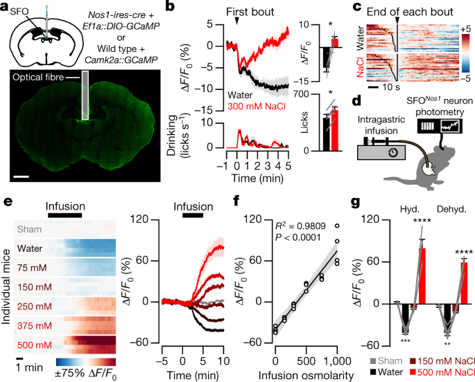 A gut-to-brain signal of fluid osmolarity controls thirst satiation | Nature