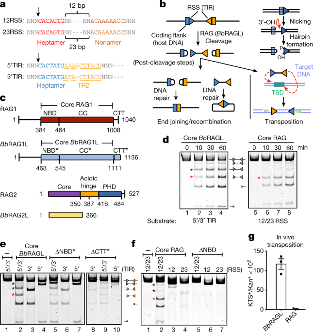 Transposon Molecular Domestication And The Evolution Of The - 