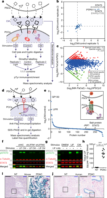 Targeting Lif Mediated Paracrine Interaction For Pancreatic