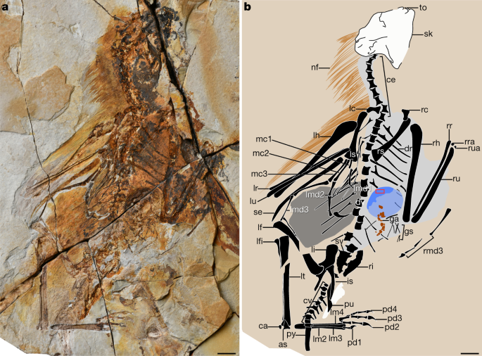 A New Jurassic Scansoriopterygid And The Loss Of Membranous Wings In Theropod Dinosaurs Nature