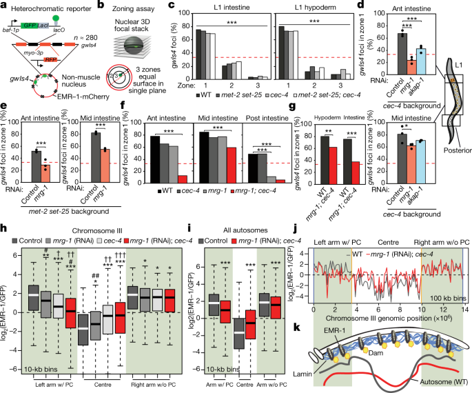 Active Chromatin Marks Drive Spatial Sequestration Of Heterochromatin In C Elegans Nuclei Nature Active Chromatin Marks Drive Spatial Sequestration Of Heterochromatin In C Elegans Nuclei Nature