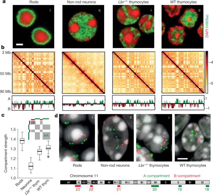 Heterochromatin drives compartmentalization of inverted and conventional  nuclei | Nature