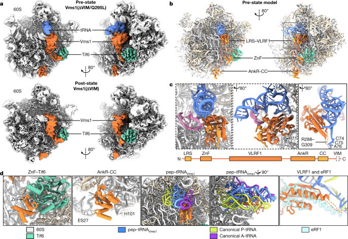 Structure and function of Vms1 and Arb1 in RQC and mitochondrial proteome  homeostasis | Nature