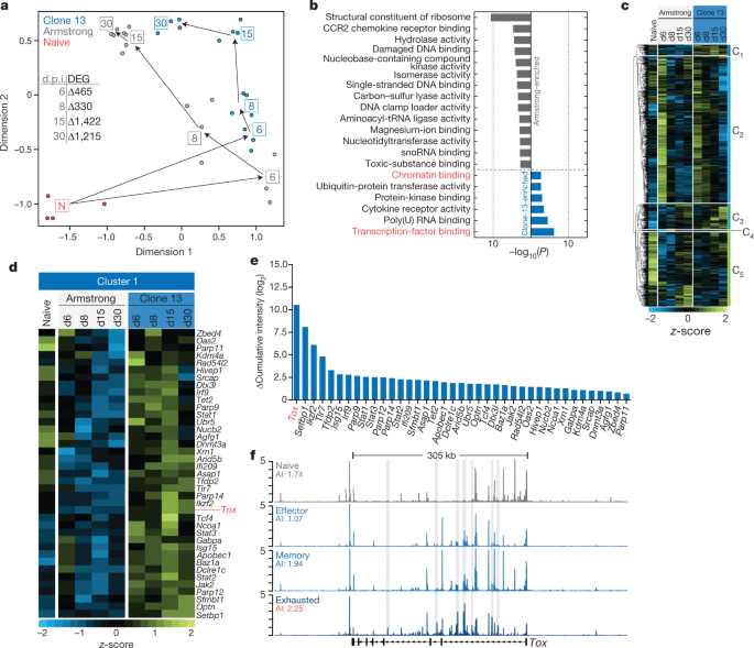 Tox Transcriptionally And Epigenetically Programs Cd8 T Cell Exhaustion Nature